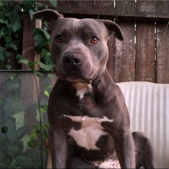 Meet your Posher, Elias - Picture 2 of 2